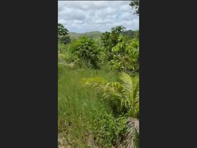 Imagem: Oportunidade na Linha Verde