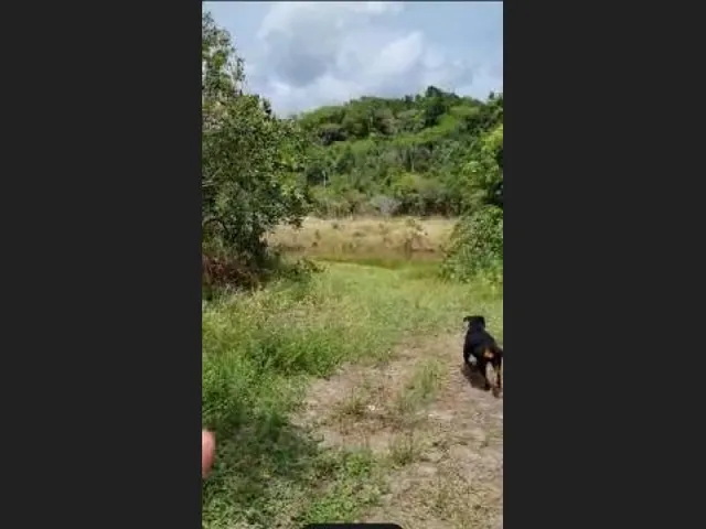 Imagem 16: Oportunidade na Linha Verde