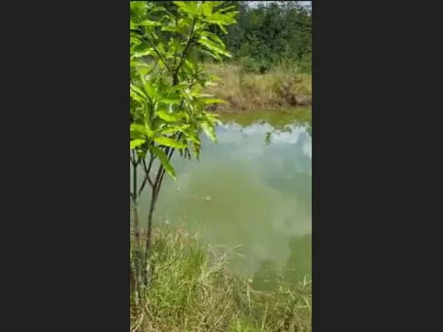 Imagem 3: Oportunidade na Linha Verde