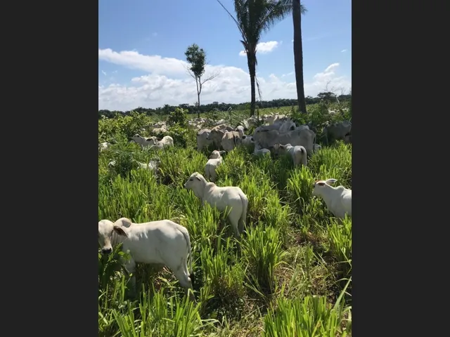 Imagem: 305 Alqs Plana Formada Córrego Região