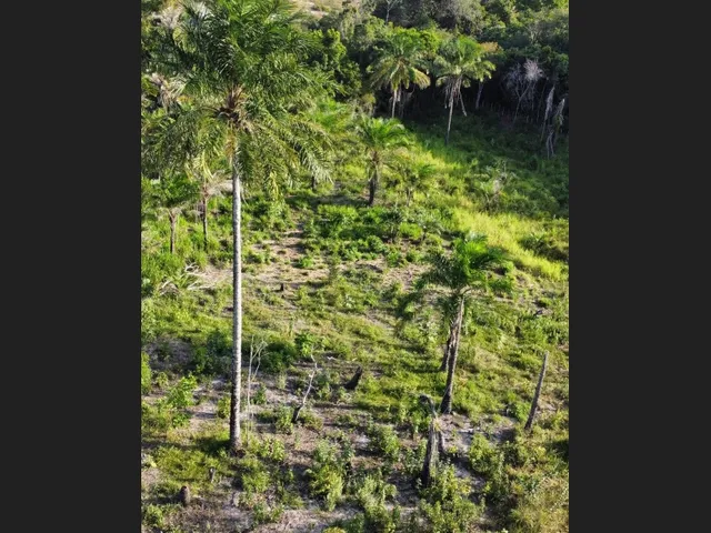 Imagem: Fazendinha em Jaguaripe-Ba