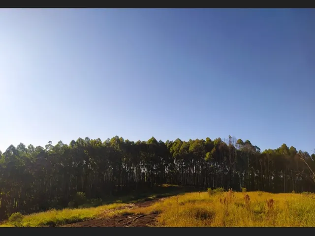 Imagem 6: Sítio santa Rita de Caldas Mg 38 Hectares Barato com Eucalipto/Pastagem/Nascentes