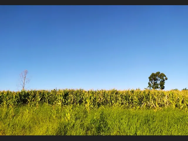 Imagem 5: Sítio santa Rita de Caldas Mg 38 Hectares Barato com Eucalipto/Pastagem/Nascentes