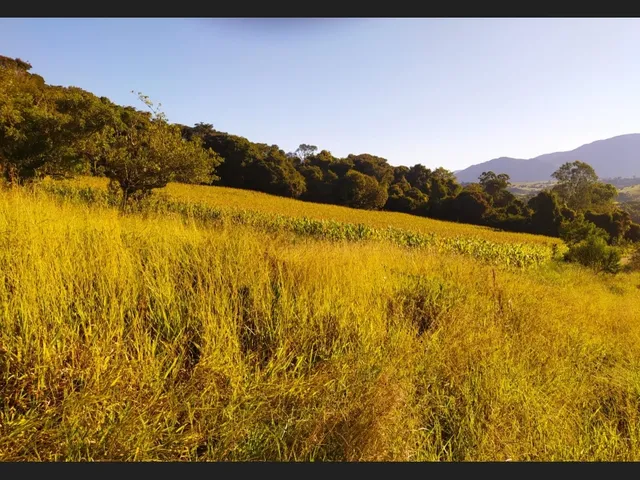 Imagem 8: Sítio santa Rita de Caldas Mg 38 Hectares Barato com Eucalipto/Pastagem/Nascentes