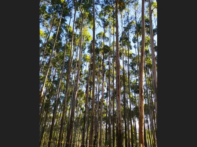 Imagem 2: Sítio santa Rita de Caldas Mg 38 Hectares Barato com Eucalipto/Pastagem/Nascentes