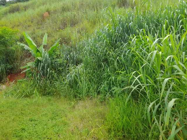 Imagem: Terrenos na Ponte Alta