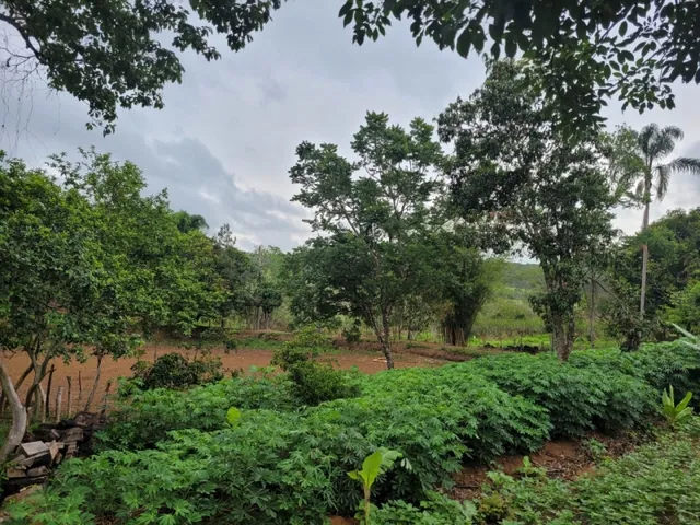 Imagem 6: Fazenda de 18 Há em Carmópolis de Minas Mg