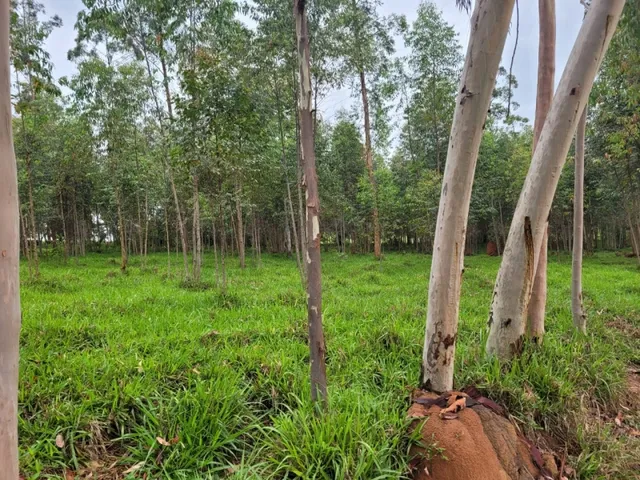 Imagem 14: Fazenda de 18 Há em Carmópolis de Minas Mg