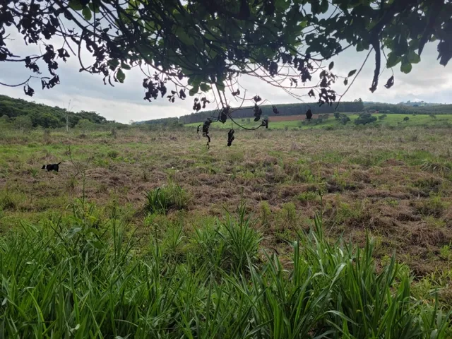 Imagem 9: Fazenda de 18 Há em Carmópolis de Minas Mg
