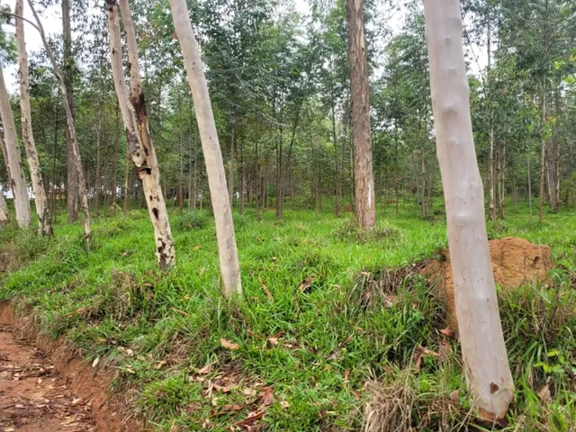 Imagem 3: Fazenda de 18 Há em Carmópolis de Minas Mg