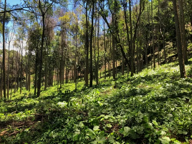 Imagem 13: Sítio com Casa, Cachoeira e Nascente em Aiuruoca-Mg