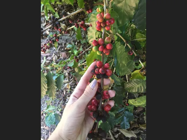 Imagem: Fazenda de 55 Há em Carmópolis de Minas