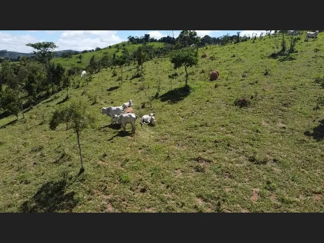 Imagem 11: Fazenda de 55 Há em Carmópolis de Minas Mg