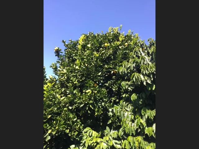 Imagem 7: Fazenda de 55 Há em Carmópolis de Minas Mg