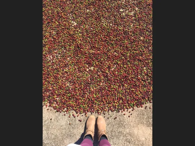 Imagem 5: Fazenda de 55 Há em Carmópolis de Minas Mg