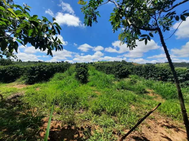 Imagem 12: Fazenda de 55 Há em Carmópolis de Minas Mg