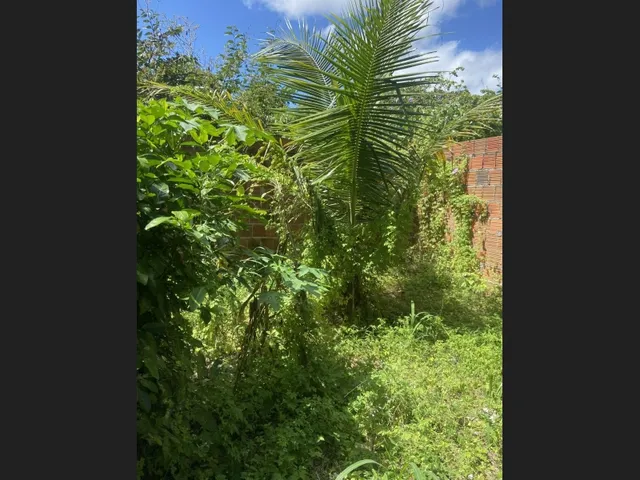 Imagem 5: Vende-Se Casas em Itapipoca - Ceará