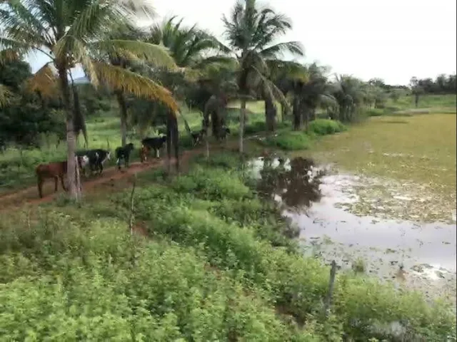 Imagem: Fazenda em Guaiuba 97 Hectares