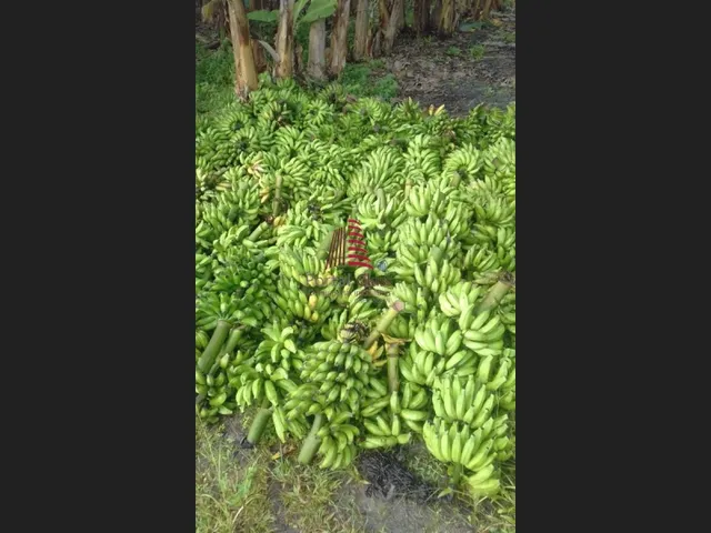 Imagem 15: Chácara em Salgado C/8 Tarefas
