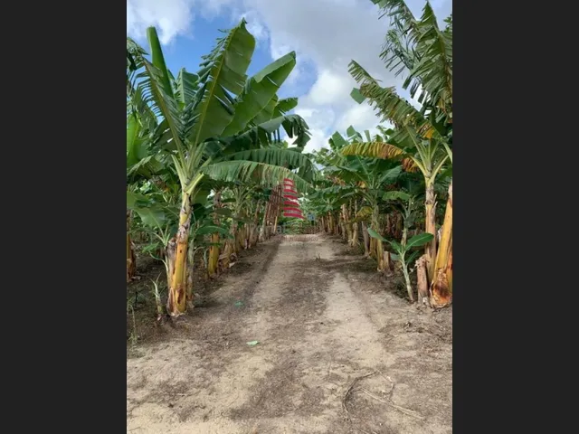 Imagem 3: Chácara em Salgado C/8 Tarefas