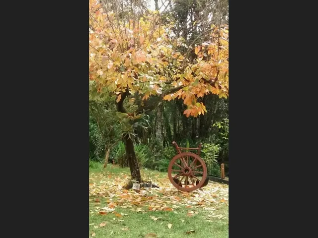 Imagem 8: Excelente Chácara