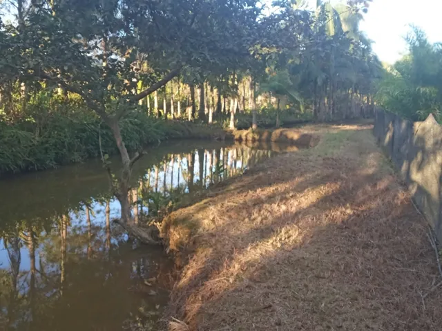 Imagem 1: Belíssima Chácara Produtiva em Antonina, Área com Plantação de Palmitos Pupunha