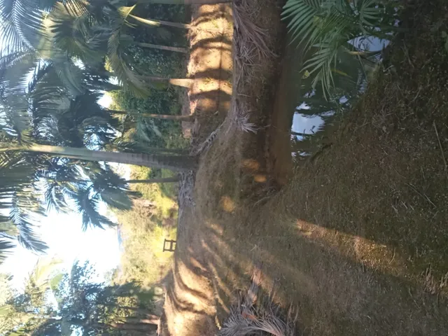 Imagem 4: Belíssima Chácara Produtiva em Antonina, Área com Plantação de Palmitos Pupunha