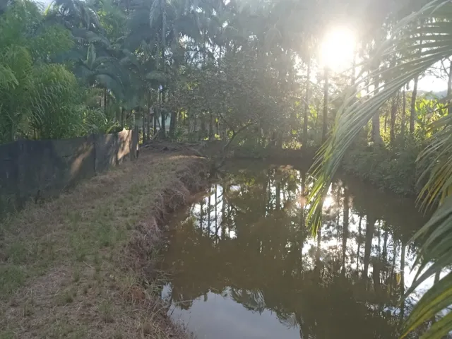 Imagem 6: Belíssima Chácara Produtiva em Antonina, Área com Plantação de Palmitos Pupunha