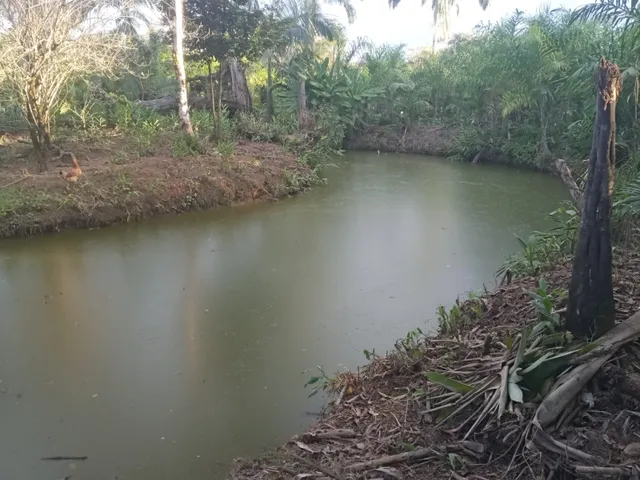 Imagem 8: Belíssima Chácara Produtiva em Antonina, Área com Plantação de Palmitos Pupunha