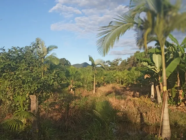 Imagem 2: Belíssima Chácara Produtiva em Antonina, Área com Plantação de Palmitos Pupunha