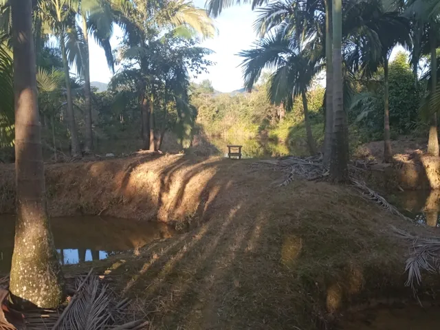 Imagem 5: Belíssima Chácara Produtiva em Antonina, Área com Plantação de Palmitos Pupunha