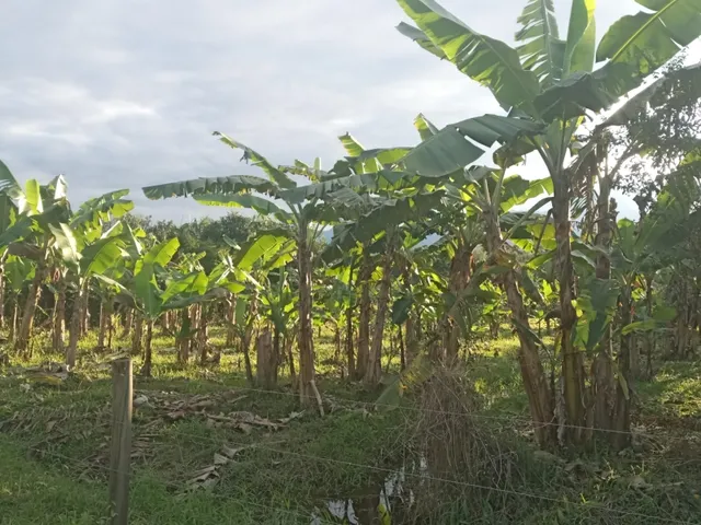 Imagem 15: Belíssima Chácara Produtiva em Antonina, Área com Plantação de Palmitos Pupunha