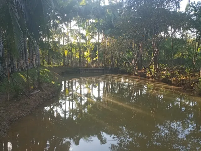 Imagem 10: Belíssima Chácara Produtiva em Antonina, Área com Plantação de Palmitos Pupunha