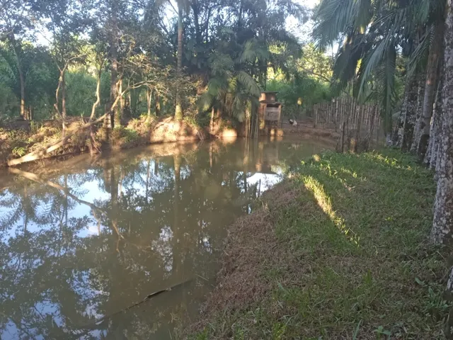 Imagem 12: Belíssima Chácara Produtiva em Antonina, Área com Plantação de Palmitos Pupunha