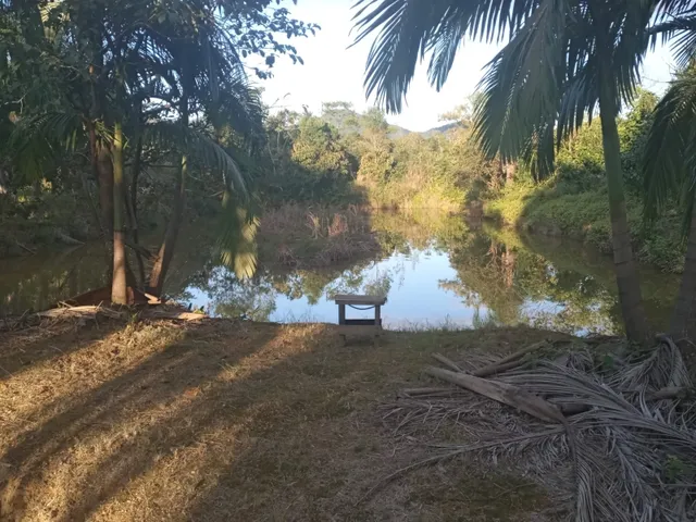 Imagem 9: Belíssima Chácara Produtiva em Antonina, Área com Plantação de Palmitos Pupunha