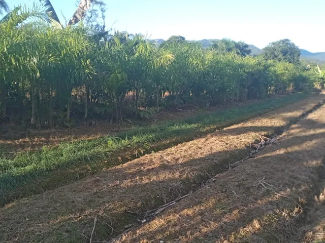 Imagem 13: Belíssima Chácara Produtiva em Antonina, Área com Plantação de Palmitos Pupunha