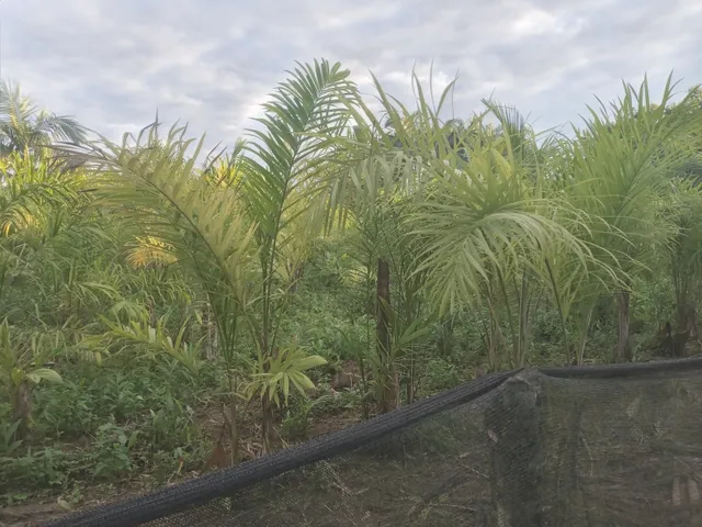 Imagem 14: Belíssima Chácara Produtiva em Antonina, Área com Plantação de Palmitos Pupunha
