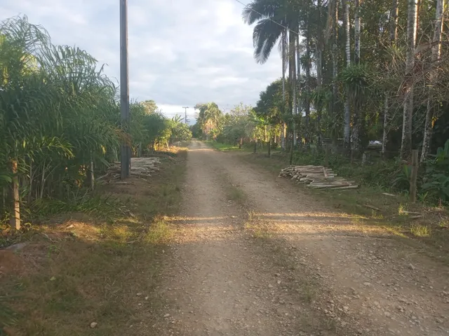 Imagem 16: Belíssima Chácara Produtiva em Antonina, Área com Plantação de Palmitos Pupunha