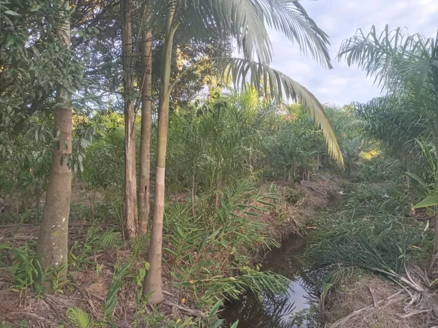 Imagem 7: Belíssima Chácara Produtiva em Antonina, Área com Plantação de Palmitos Pupunha