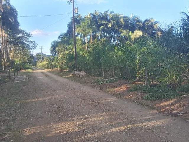 Imagem 3: Belíssima Chácara Produtiva em Antonina, Área com Plantação de Palmitos Pupunha