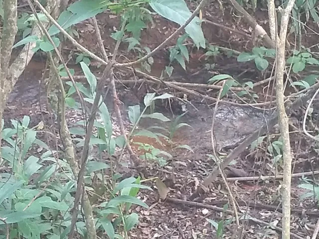 Imagem 5: Chácara 9.700M² com Muita Água e Uma Linda e Espaçosa Casa