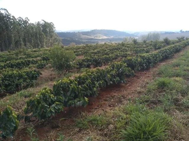Imagem: Sítio de (1 1/2 Alqueire ) Formado em Café