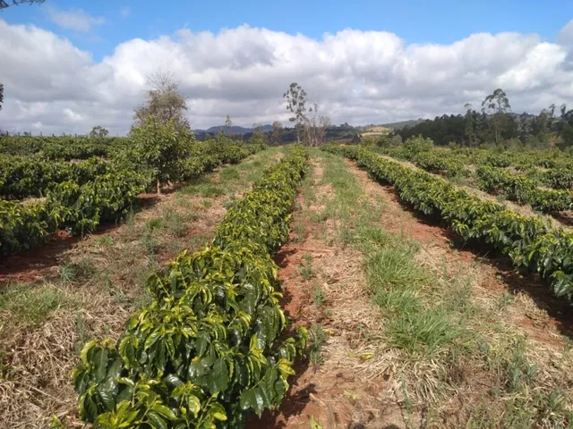 Imagem 9: Sítio de (1 1/2 Alqueire ) Formado em Café e Abacate no Sul de Minas Gerais