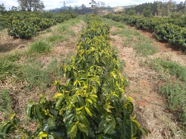 Imagem 11: Sítio de (1 1/2 Alqueire ) Formado em Café e Abacate no Sul de Minas Gerais