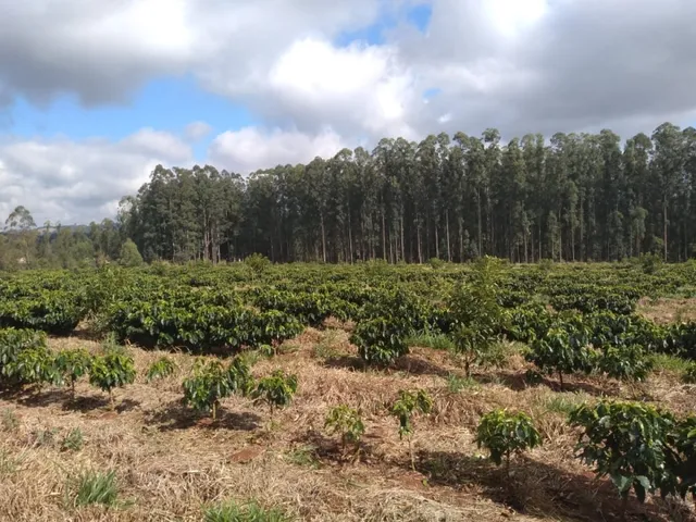 Imagem 6: Sítio de (1 1/2 Alqueire ) Formado em Café e Abacate no Sul de Minas Gerais