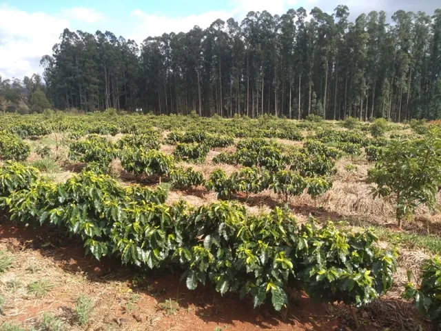 Imagem 5: Sítio de (1 1/2 Alqueire ) Formado em Café e Abacate no Sul de Minas Gerais