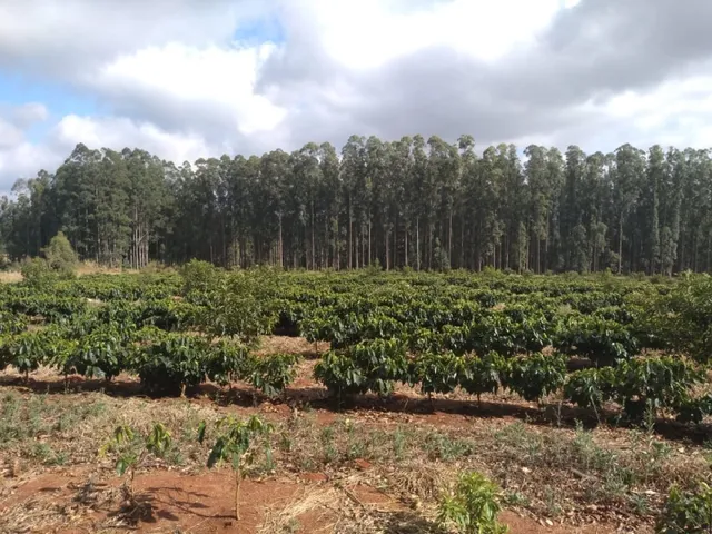 Imagem 3: Sítio de (1 1/2 Alqueire ) Formado em Café e Abacate no Sul de Minas Gerais