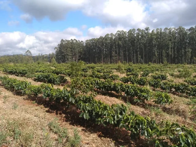 Imagem 2: Sítio de (1 1/2 Alqueire ) Formado em Café e Abacate no Sul de Minas Gerais