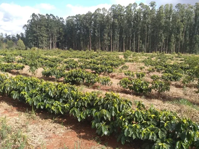 Imagem 8: Sítio de (1 1/2 Alqueire ) Formado em Café e Abacate no Sul de Minas Gerais