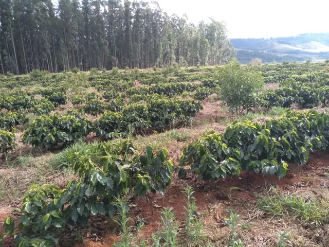 Imagem 7: Sítio de (1 1/2 Alqueire ) Formado em Café e Abacate no Sul de Minas Gerais